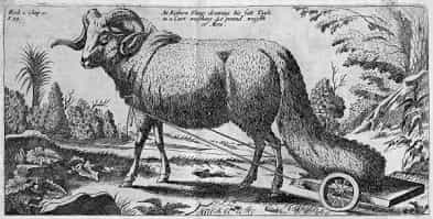 Fat Tailed Sheep with Tail Cart