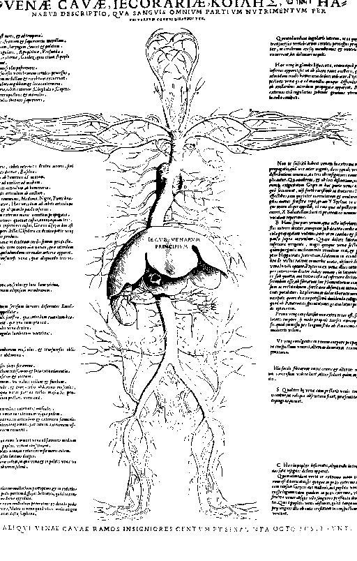 Renaissance image of the liver